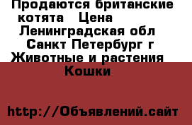 Продаются британские котята › Цена ­ 10 000 - Ленинградская обл., Санкт-Петербург г. Животные и растения » Кошки   